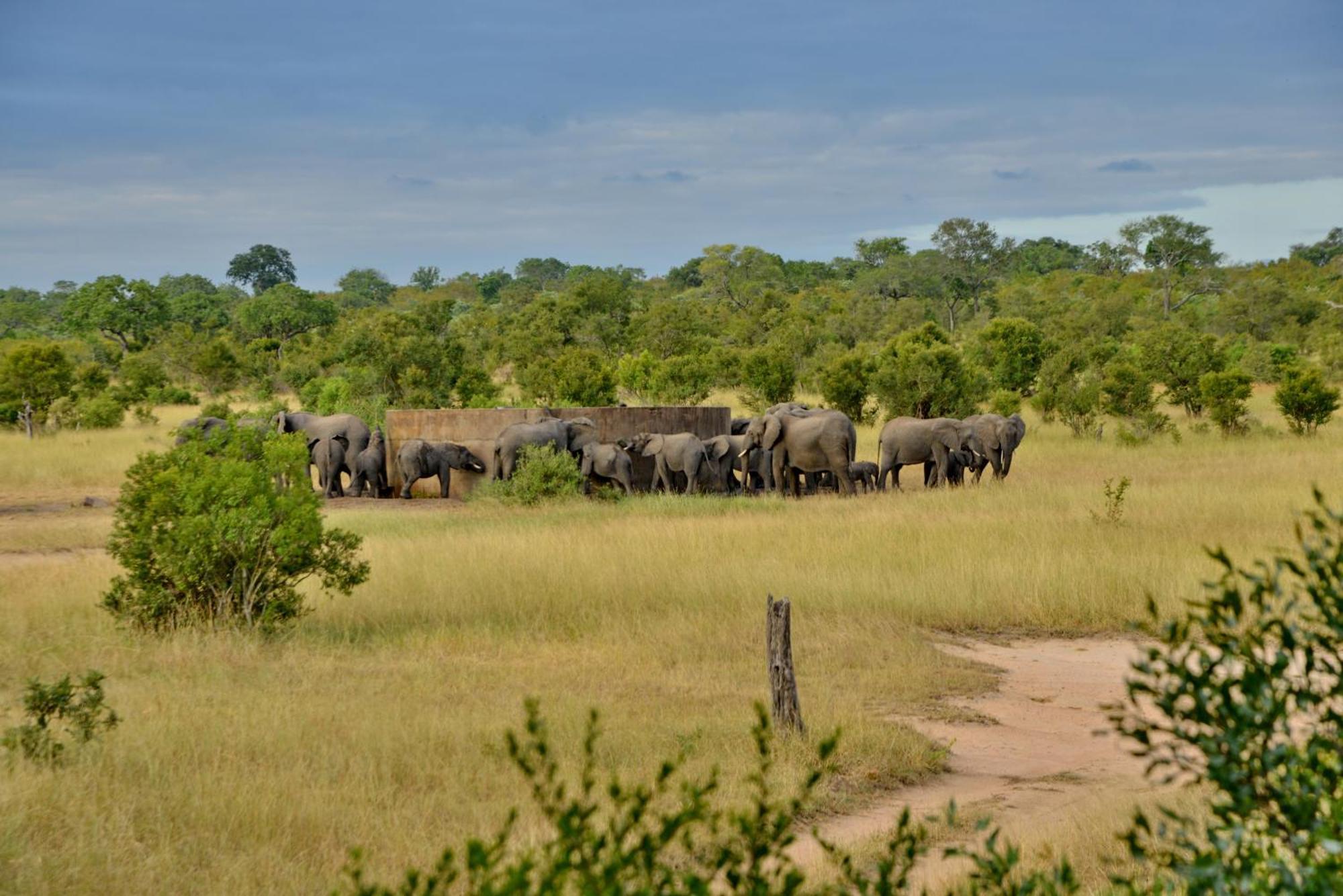 Rhino Walking Safaris Hotel Skukuza Exterior foto