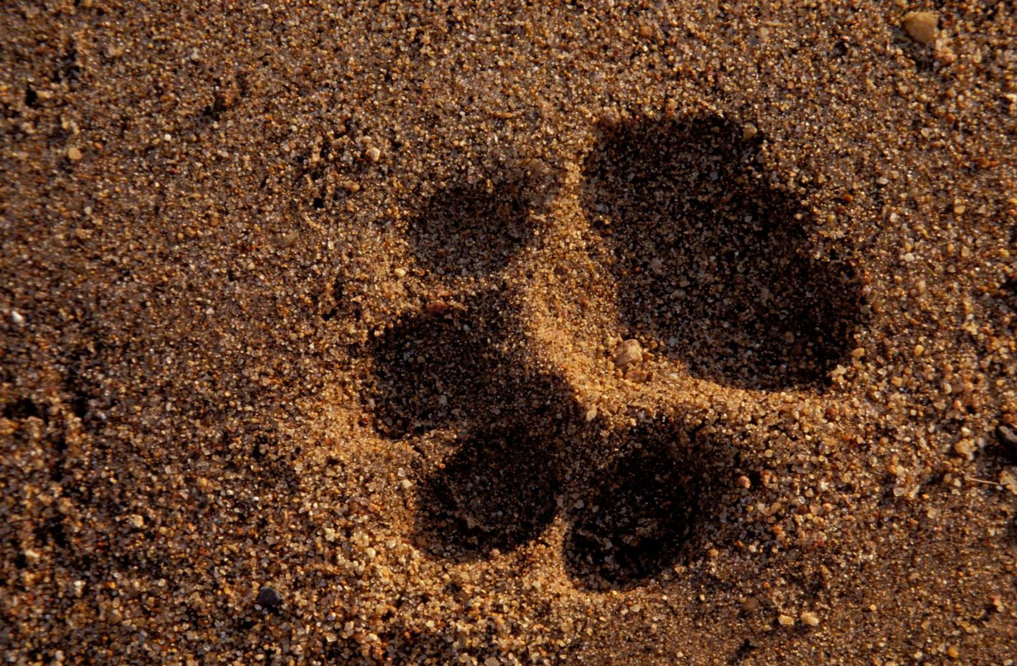 Rhino Walking Safaris Hotel Skukuza Exterior foto