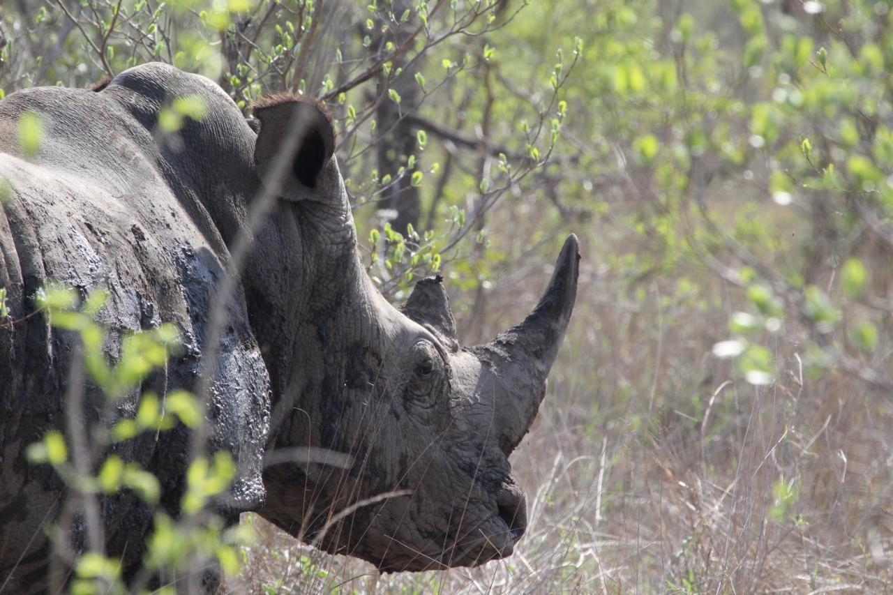Rhino Walking Safaris Hotel Skukuza Exterior foto